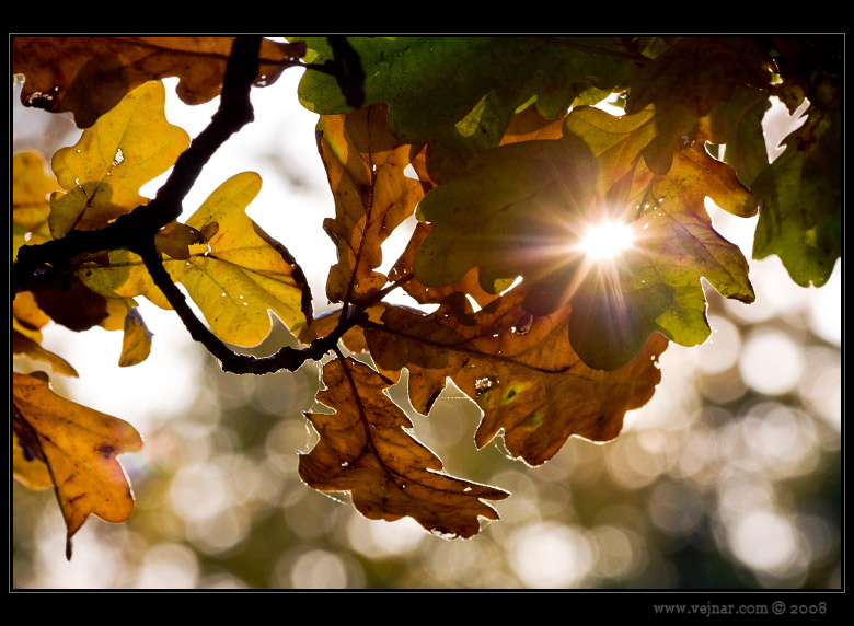 autumn photo 08