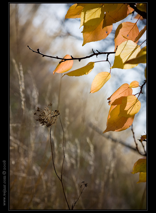 autumn pictures 09