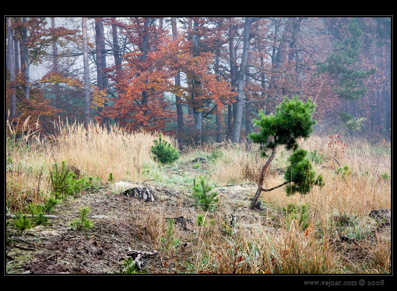 autumn picture 13