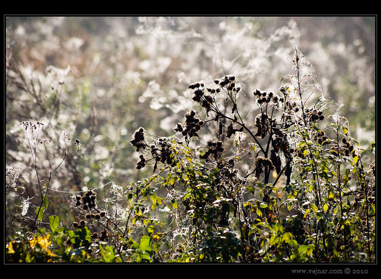 autumn nature 04