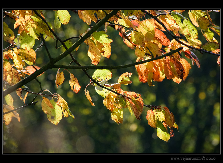 autumn picture 13