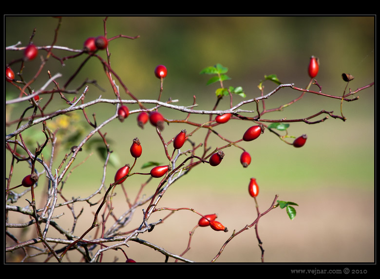 autumn nature 14