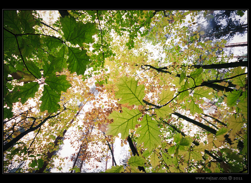 autumn nature 04