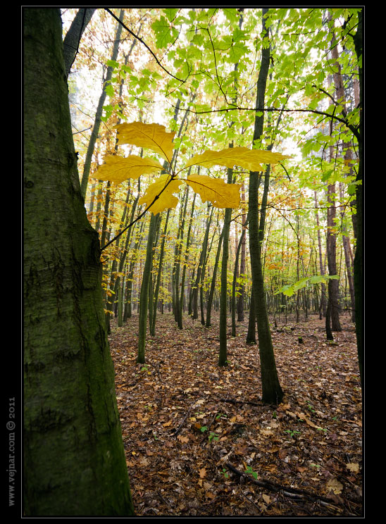autumn nature 05