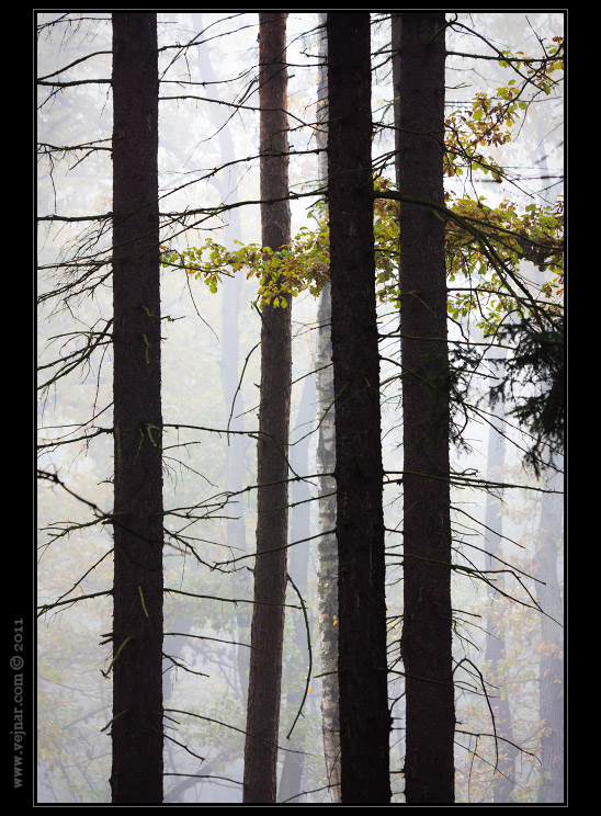 autumn nature 06