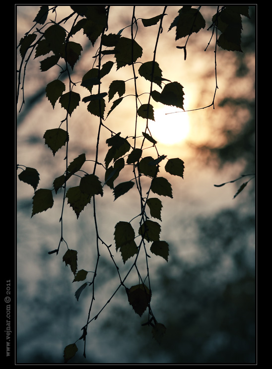 autumn nature 11