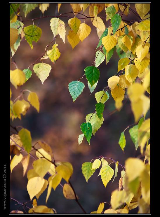 autumn photo 12