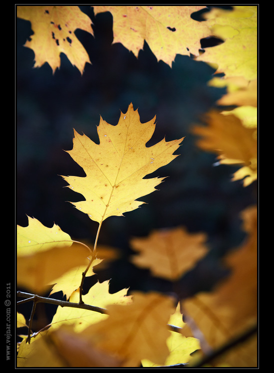 autumn picture 13