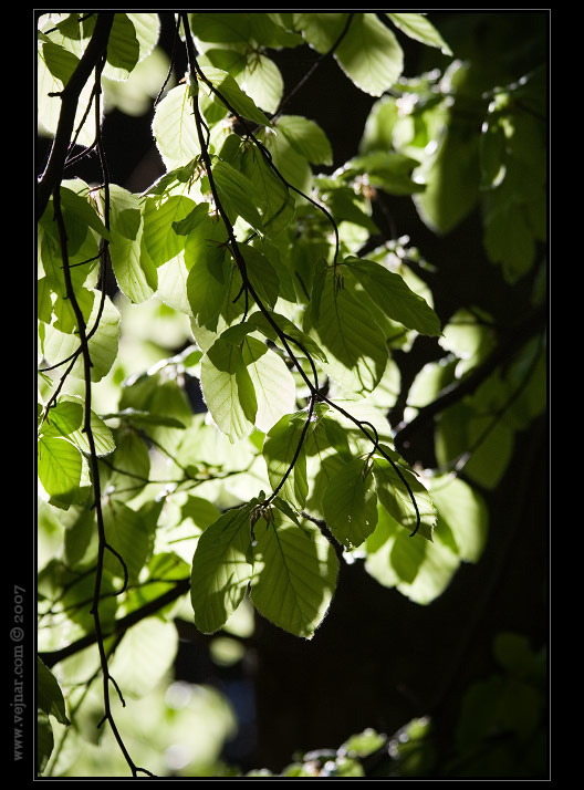 proda foto 06