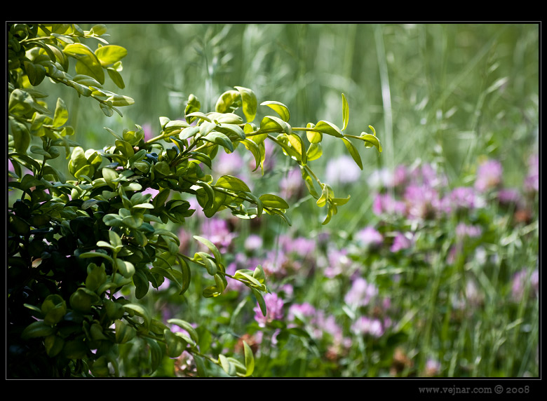 buxus foto