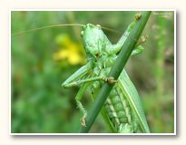 fotografie na plochu