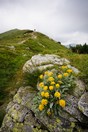 Vysok Tatry proda