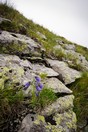 Vysok Tatry proda