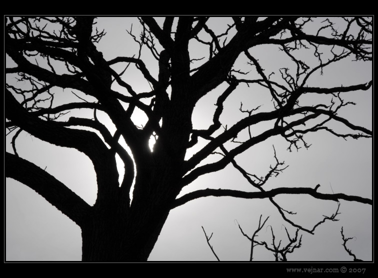 strom černobílé foto