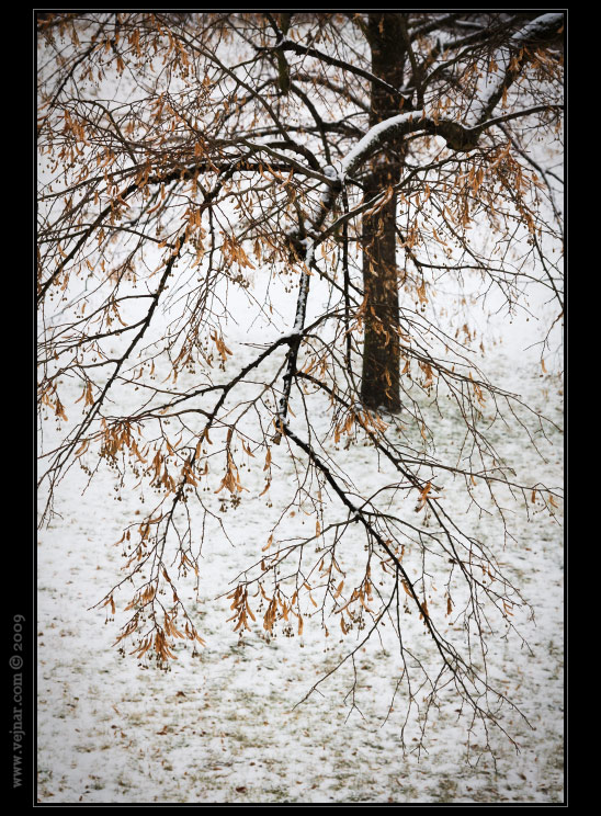 winter photos