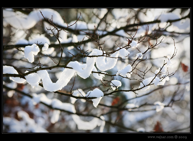 snow on branch