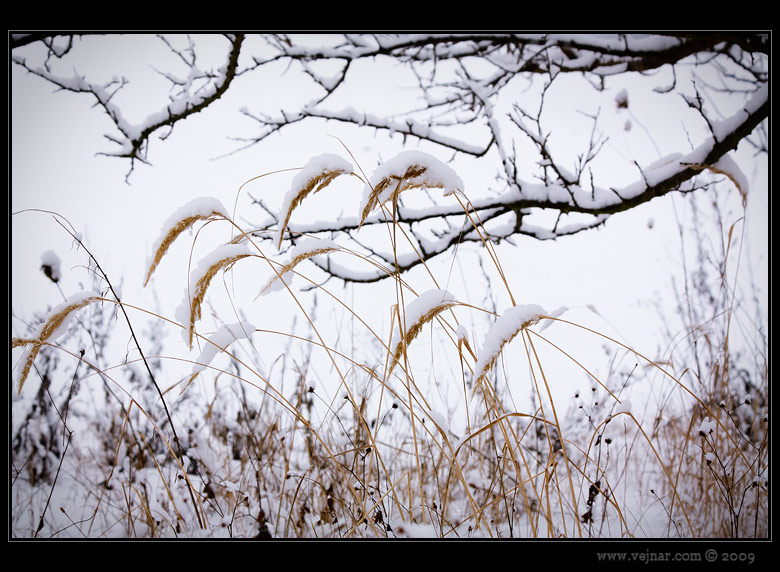 tráva v zimě