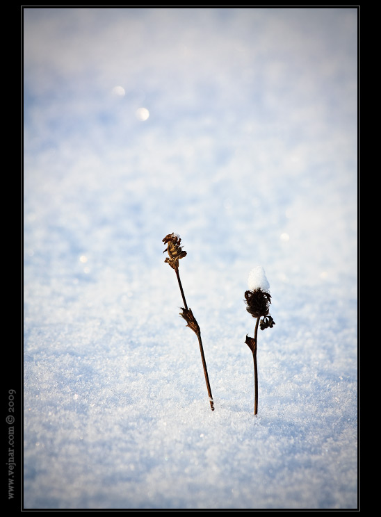 snow macro