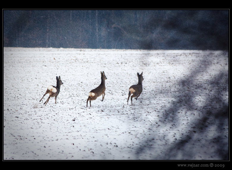 running roe