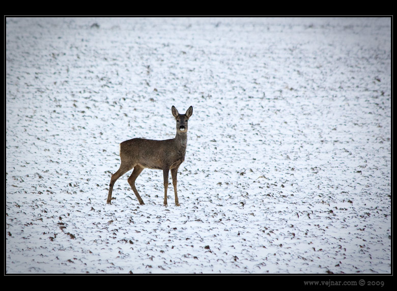 roe on snow