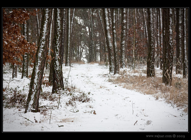 winter forest