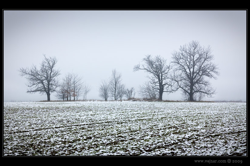 trees in fog