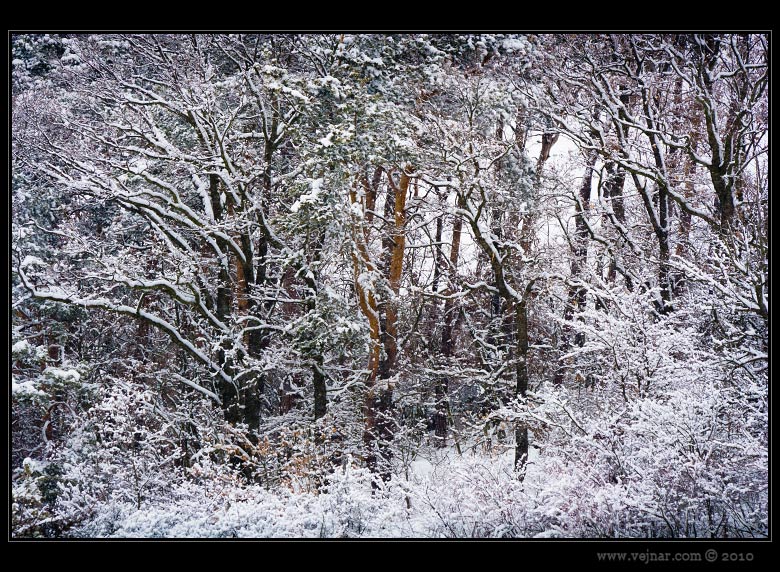 winter forest