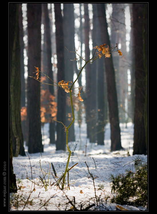 sníh v lese