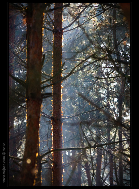 forest shining