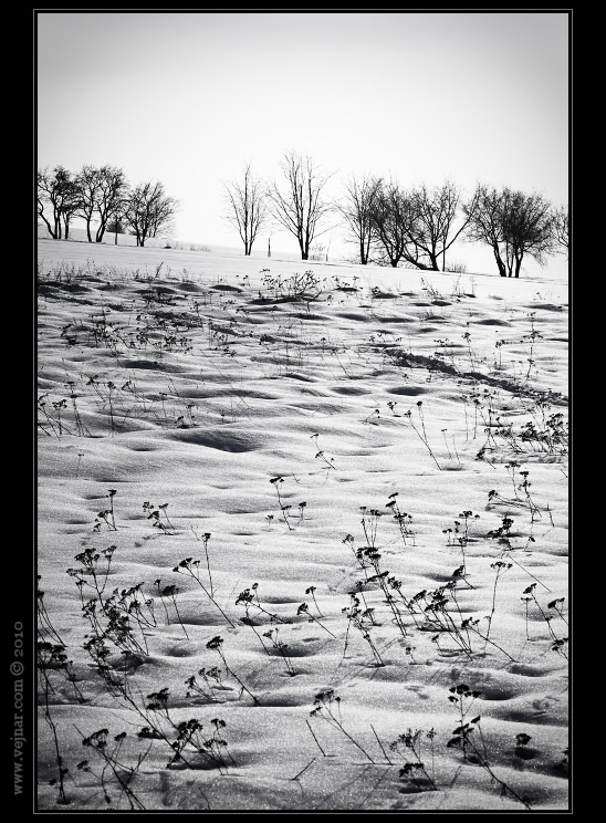 black & white winter