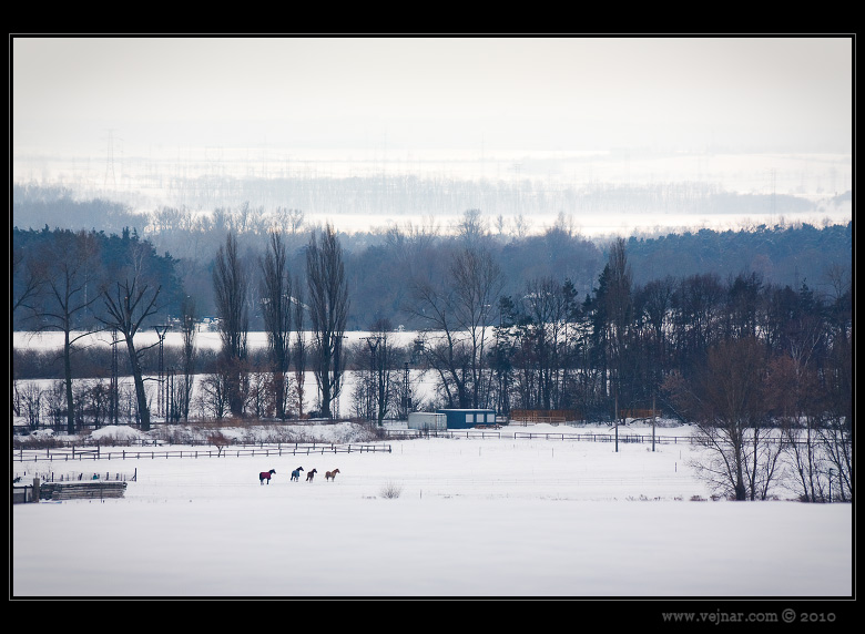horses in landscape