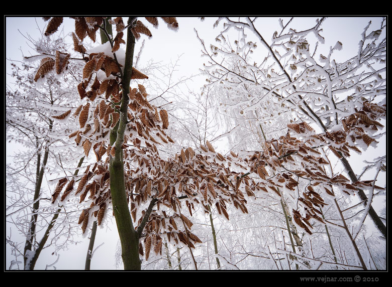 winter frost