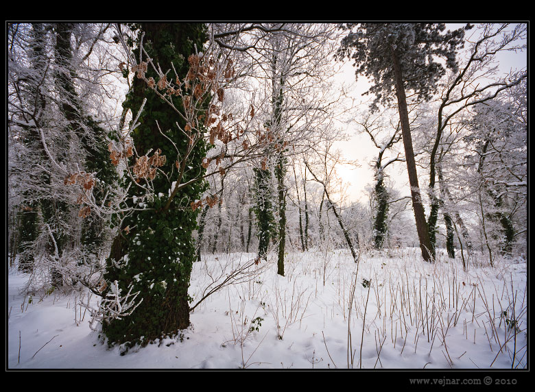 winter trees