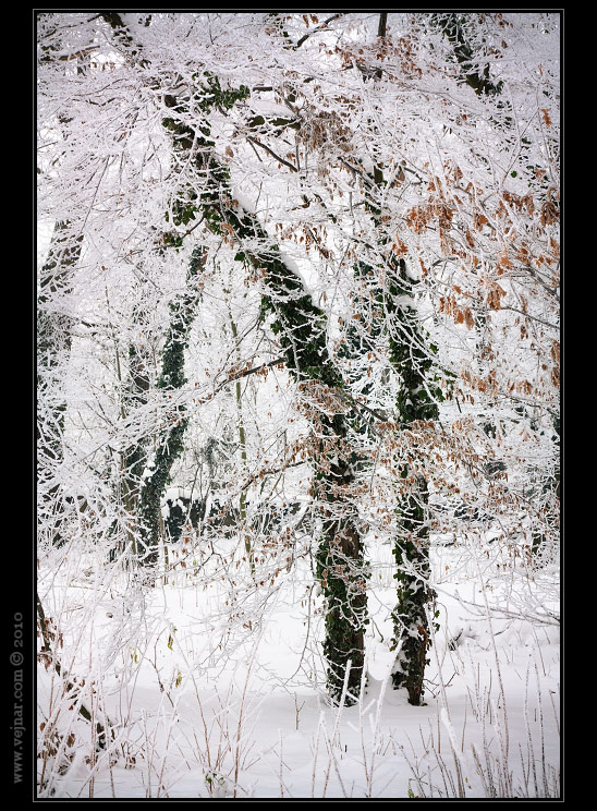 frost forest