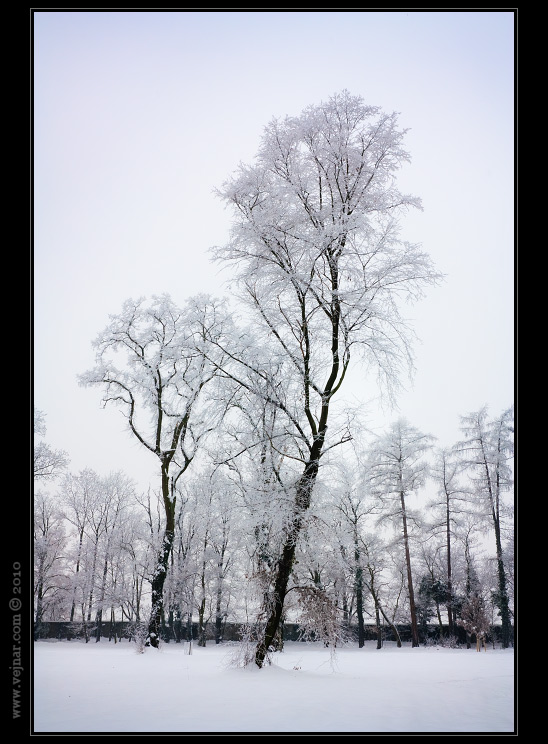 pair of trees