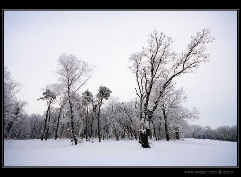 frost winter trees