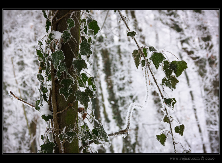 frost leaves