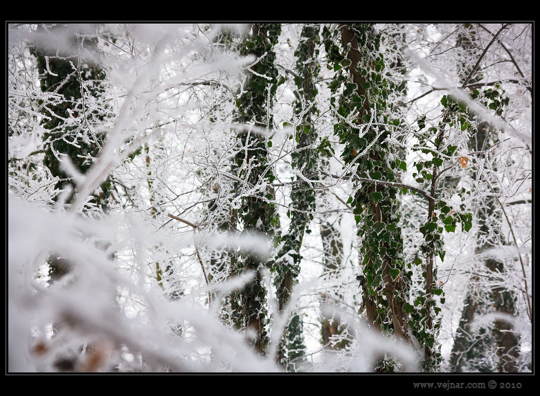 frost forest