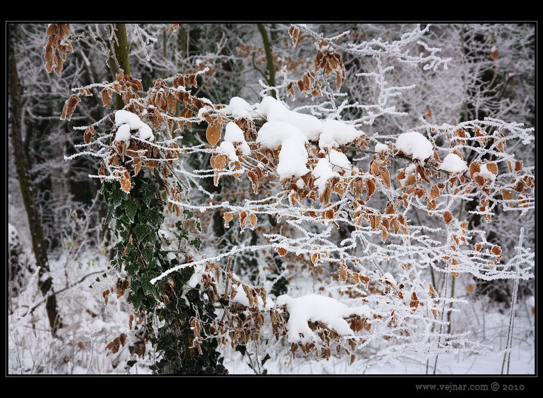 snow on branches