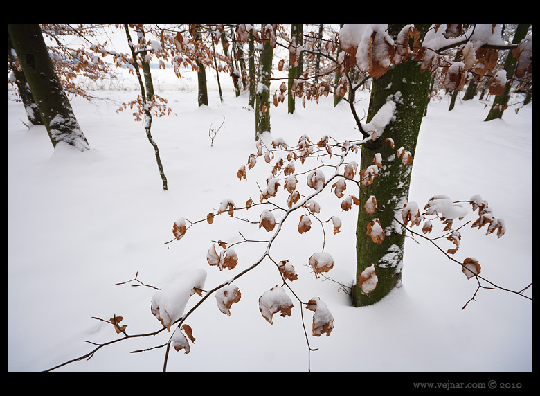 winter photos