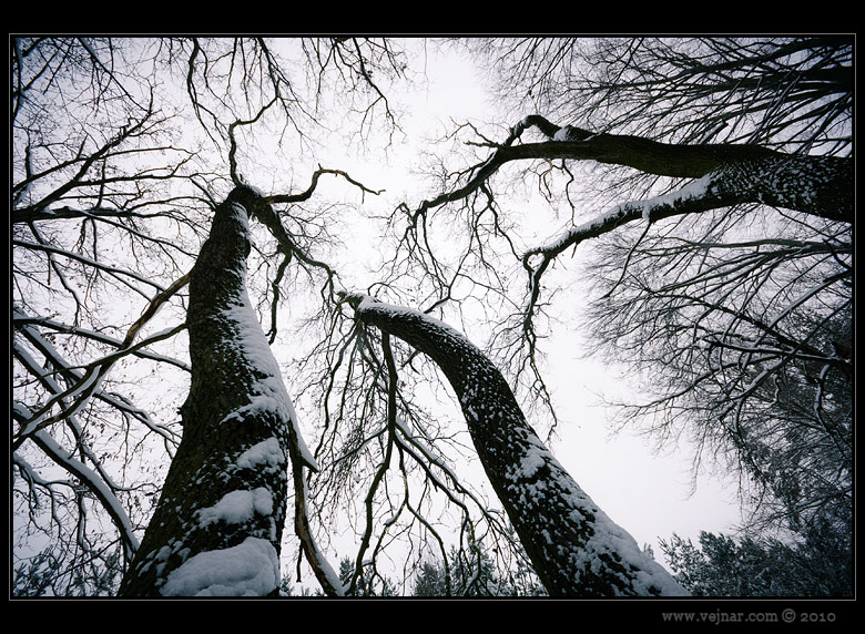 winter trees