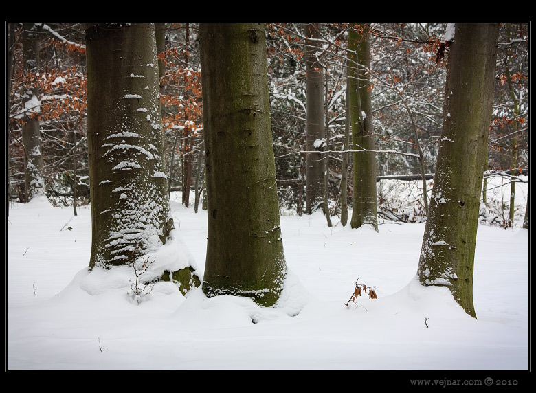 snow in forest