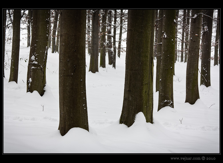 trees in winter