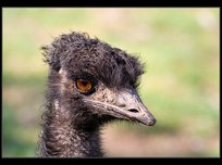 emu hnd