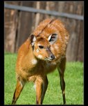 sitatunga