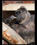 gorila foto