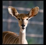 kudu