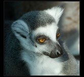 lemur kata