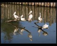 pelikn