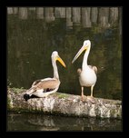 pelikn fotografie